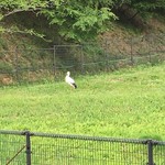 城崎ジュース　菜果 - 翌日コウノトリを見て帰りました