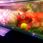 Kisetsu Seafood Ryori Shin