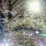 石焼＆ワイン イワタ - 桜山駅前は桜がもう綺麗に咲いていました(*^.^*)