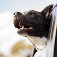 Curso de Auxiliar Técnico Veterinario