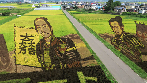 「真田丸」で話題を呼んだ田んぼアート、秋を迎えて今どうなってる? 「真田丸」で話題を呼んだ田んぼアート、秋を迎えて今どうなってる?