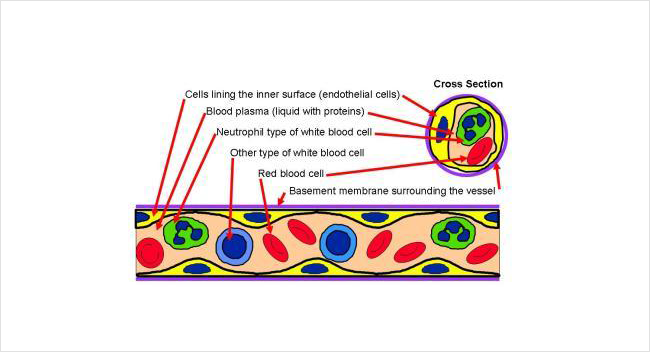 Blood vessel illustration showing red cells and white cells floating in a liquid called plasma