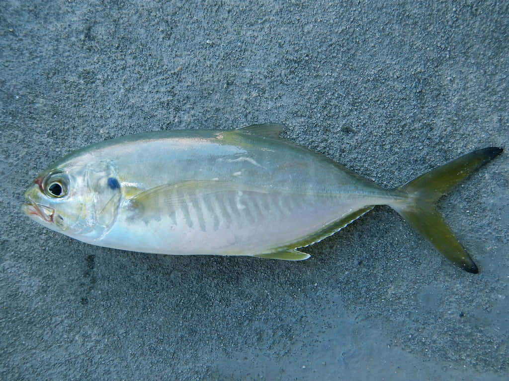 Poisson Blue Runner Sur Béton Fond d'écran