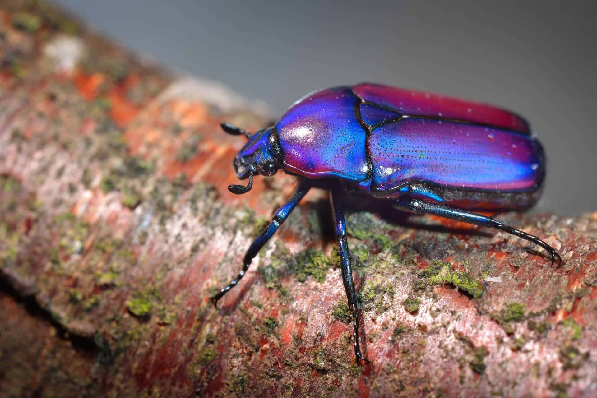 Iridescent Scarab Bille På Trebark Bakgrunnsbildet