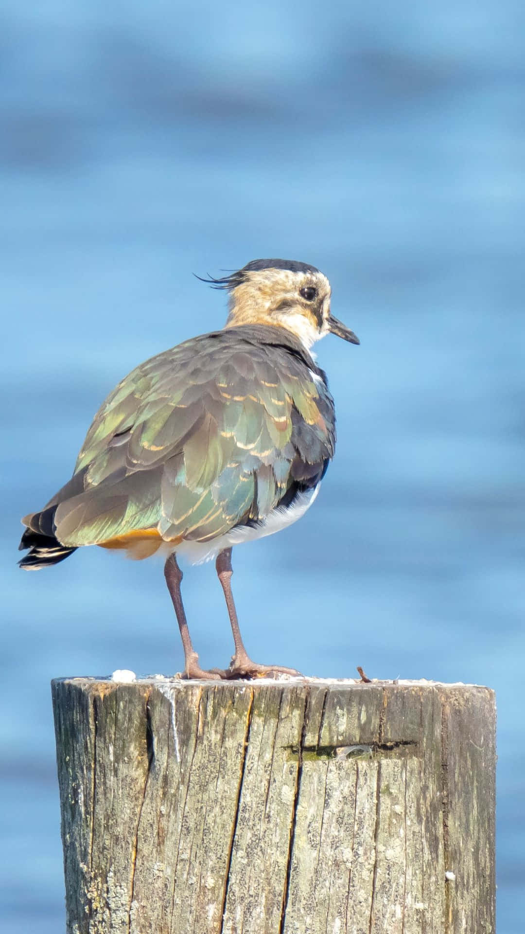 Kievit Op Post Achtergrond