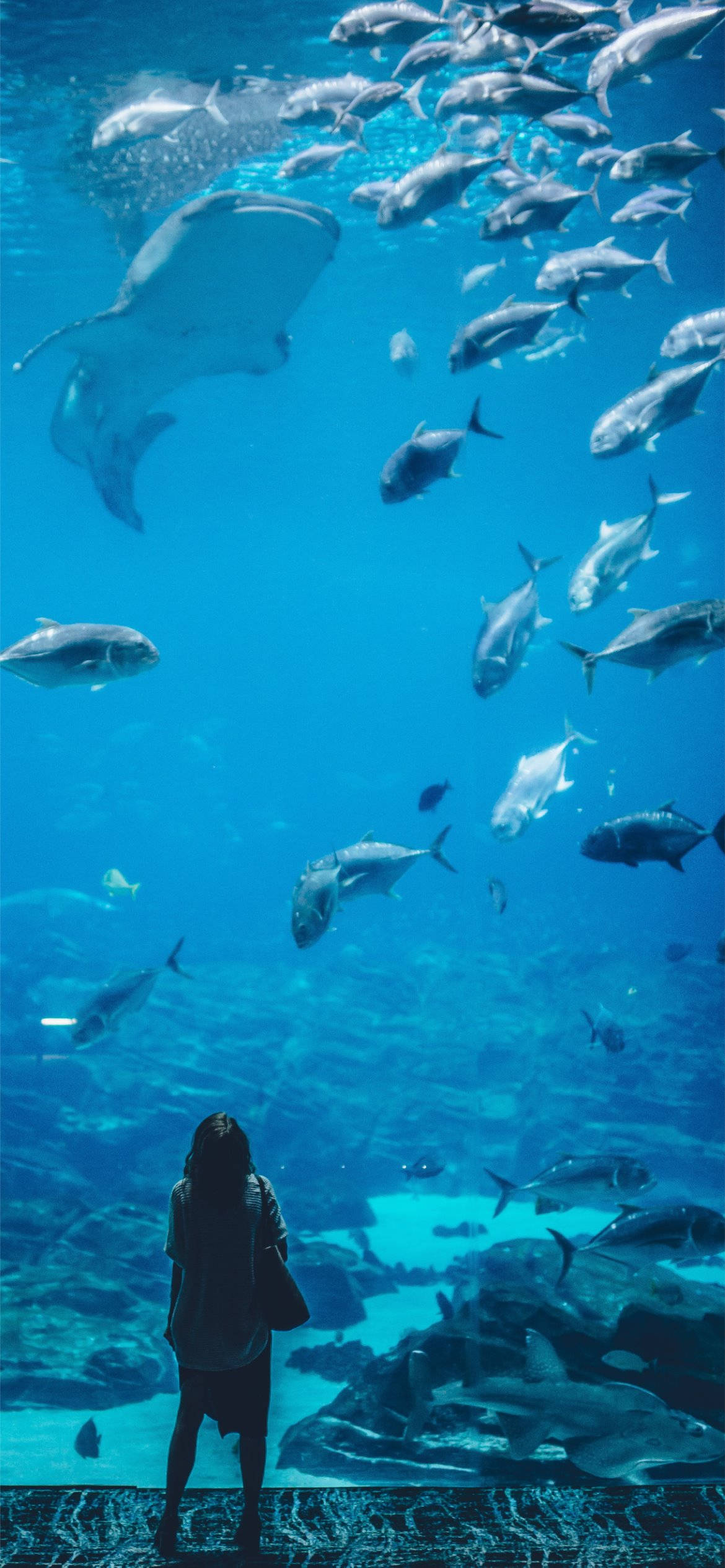 Lyseblå Telefon Wallpaper