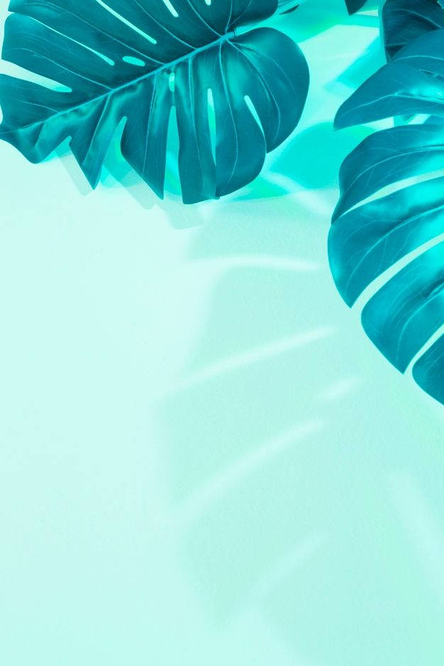 Fogliedi Monstera Verde Menta Per Iphone. Sfondo