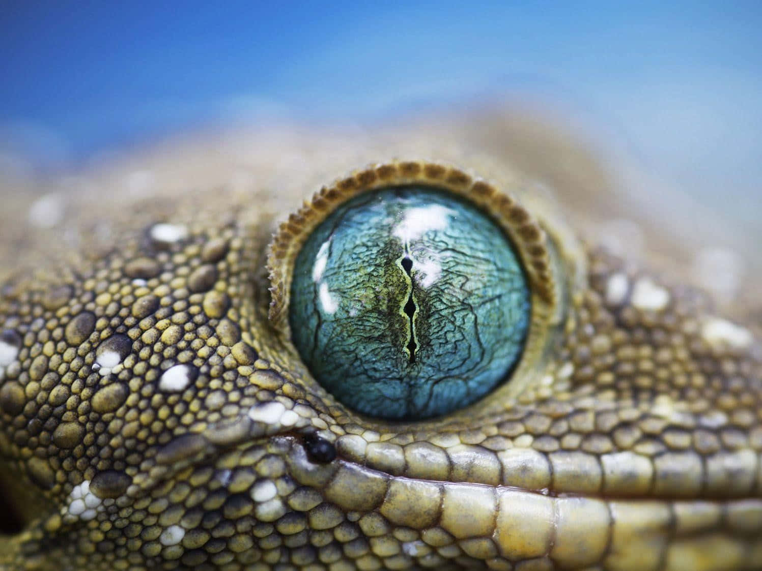 National Geographic -työpöydän Silmä Taustakuva