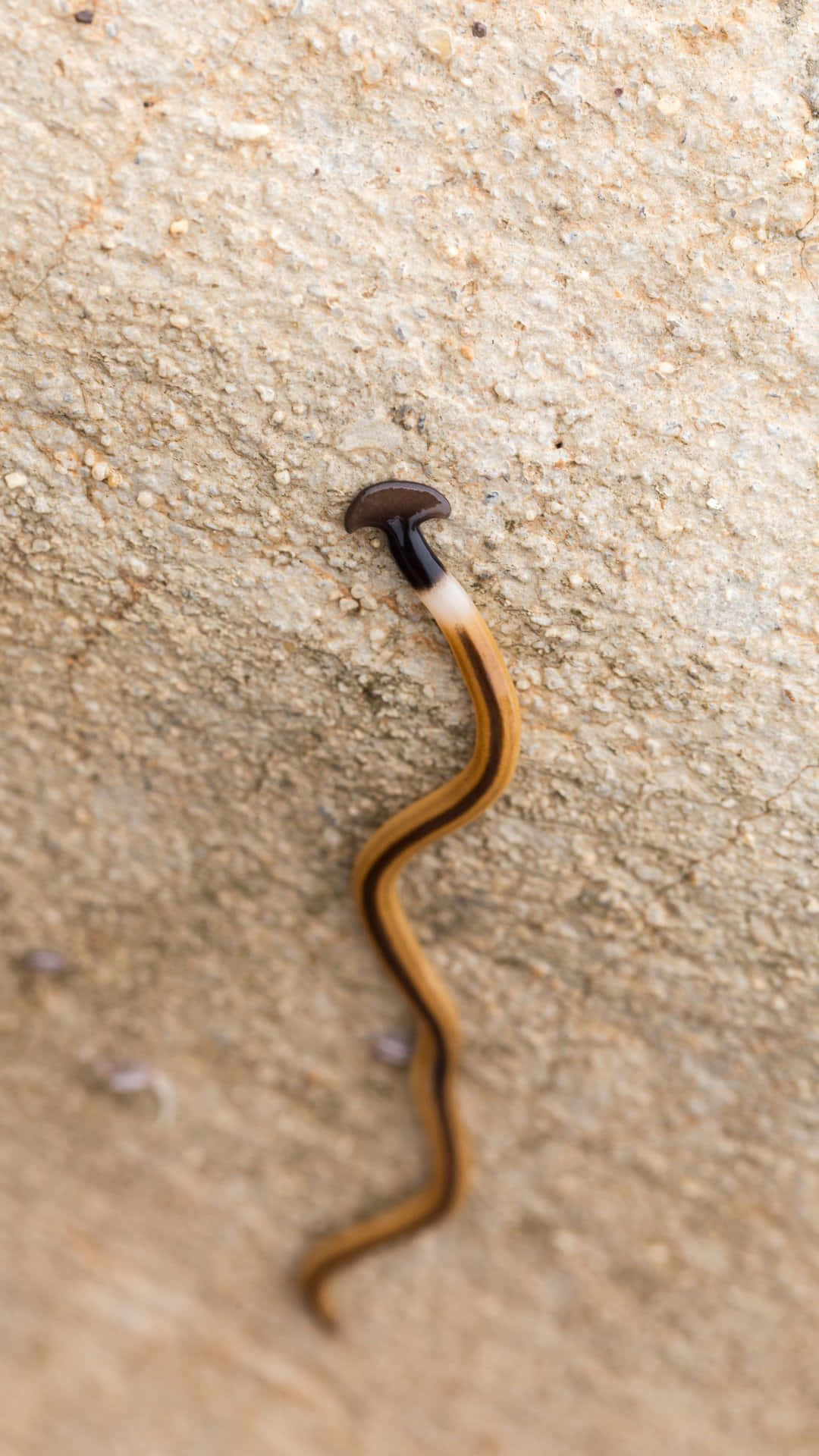 Planaria Sobre Superficie De Arena Fondo de pantalla