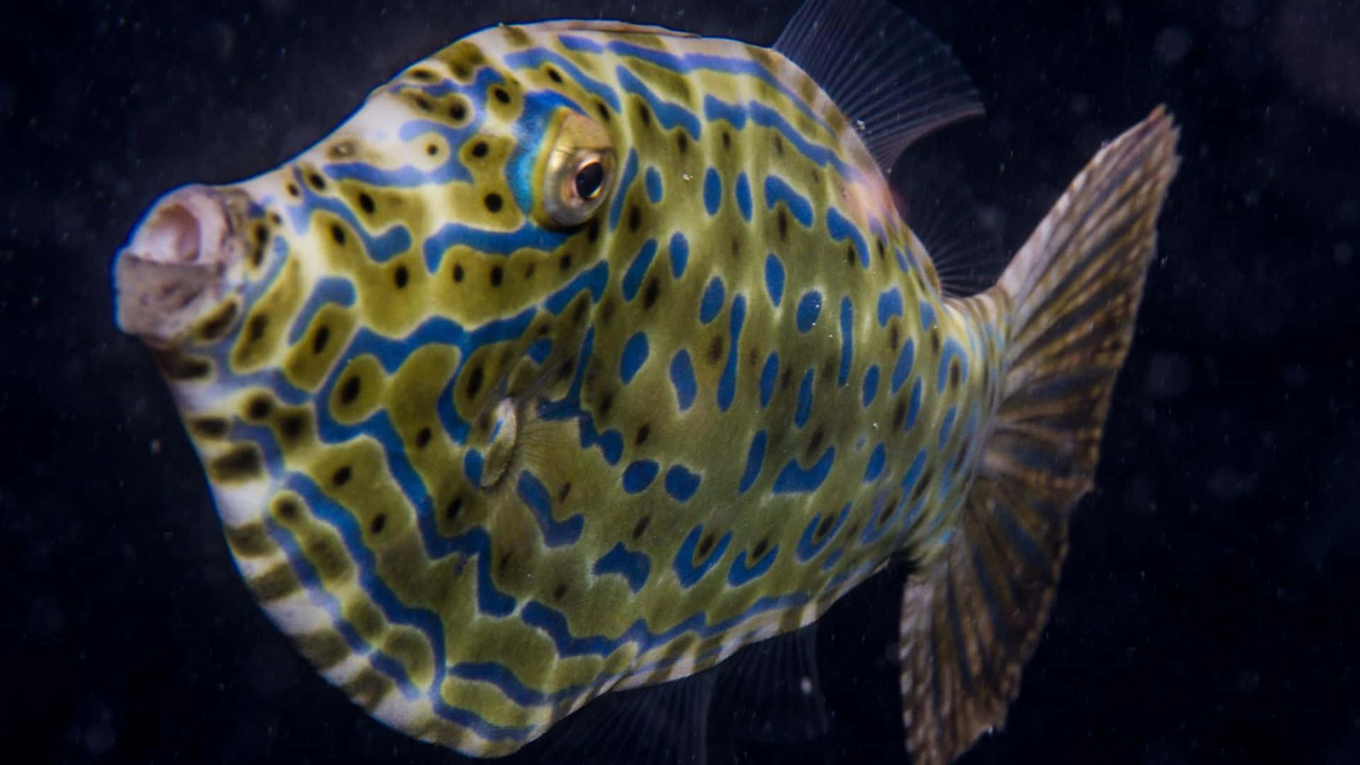Kuvioitu Filefish Vedenalaisena Taustakuva