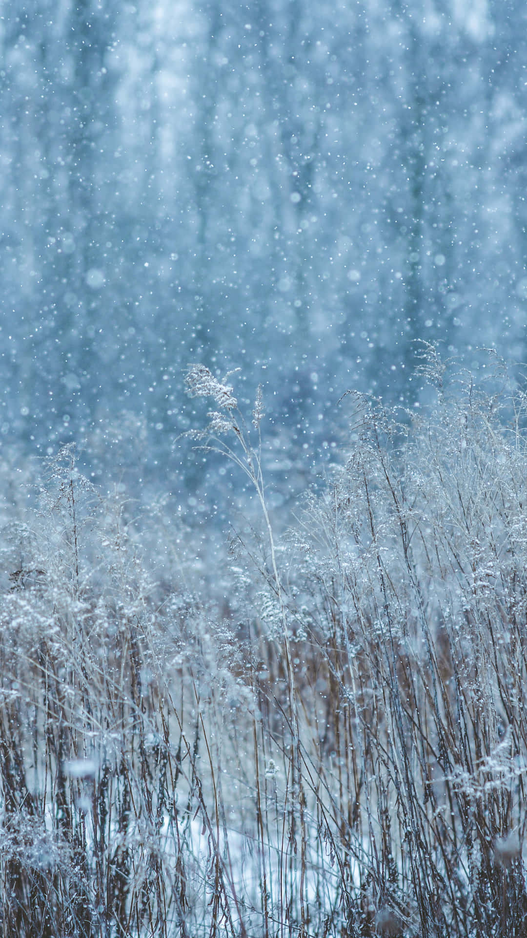 Veld Met Sneeuw Die Valt Achtergrond