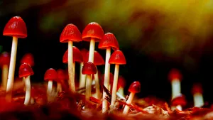 Keindahan Alam Yang Menawan Dalam 4k Ultra Hd Wallpaper