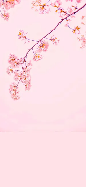 Cherry Blossom Iphone 12 Wallpaper