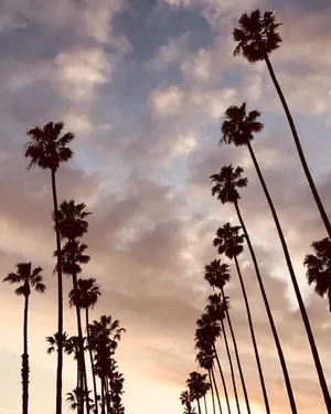 Hollywoodpalmen Sommer Vibes Wallpaper
