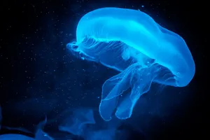Panasonic Neon Blå Jellyfish Mønster Tapet: Wallpaper