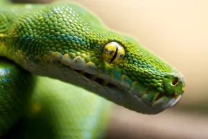 De Krachtige Python Wallpaper