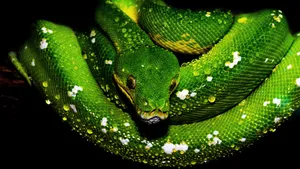 Duik In De Wereld Van Python-programmering Wallpaper