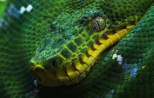 Engage Met Python Om Je Programmeervaardigheden Te Verbeteren Wallpaper