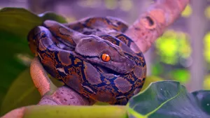 Leer De Basisprincipes Van Python Wallpaper