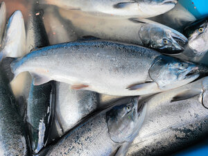 新巻作りに使われた養殖の銀鮭=岩手県釜石市、リアス海藻店提供