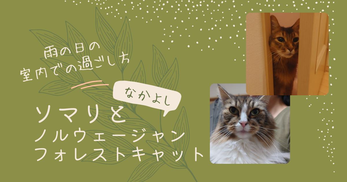 激しい雨の日の猫の過ごし方 ~ノルウェージャンとソマリ~