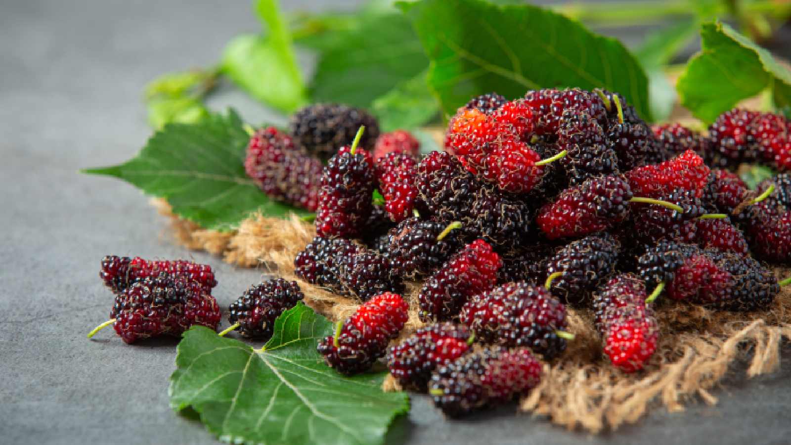Mulberry Benefits for Women : हैवी पीरियड और ऐंठन में राहत देता है शहतूत, जानिए और भी फायदे