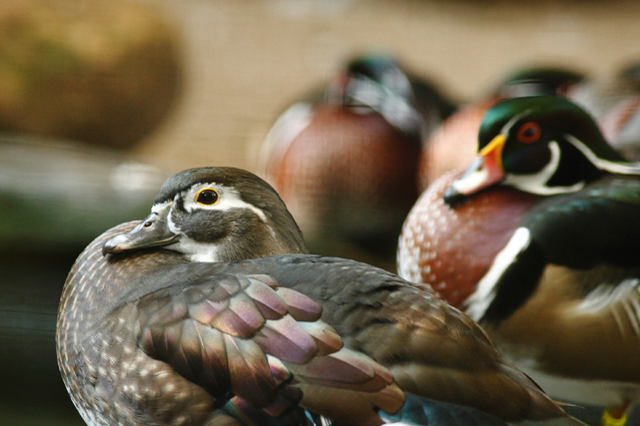 Enten