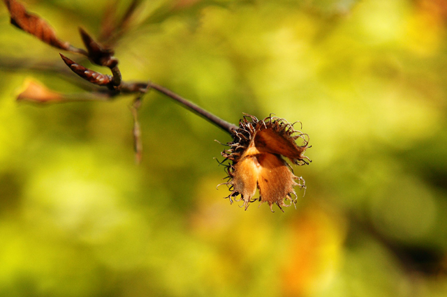 Frucht