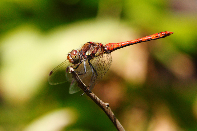 Libelle