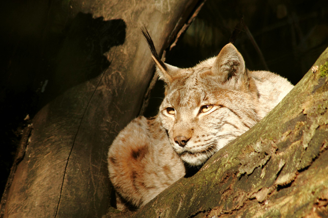 Luchs