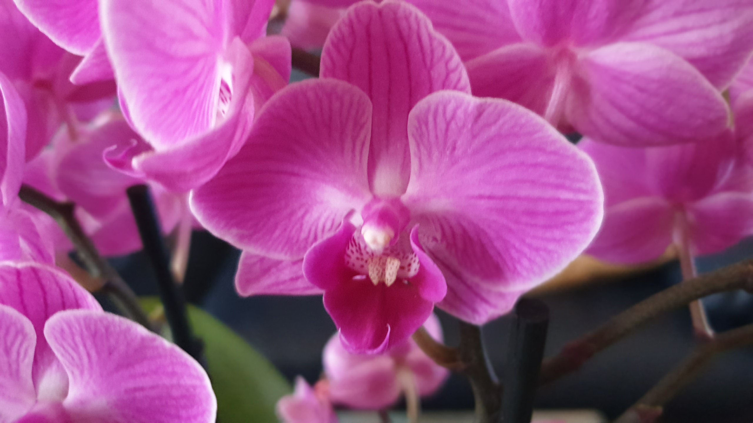 Orchidee