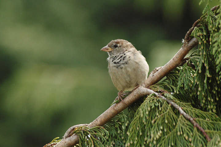 Spatz auf Ast