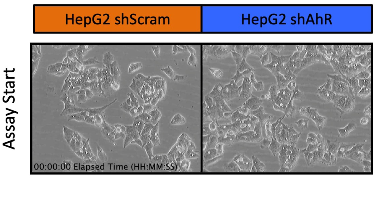 HepG2 scScram/HepG2 shAhR assay