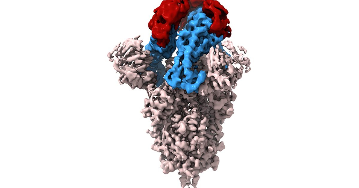 tiny antibodies