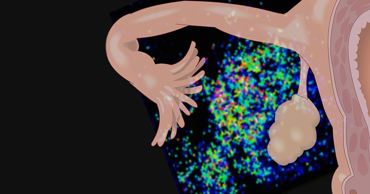 norepinephrine levels around an ovary