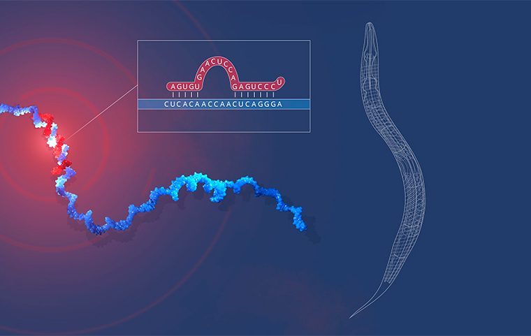 Symbol image for the 2024 Nobel Prize Medicine. About microRNA.