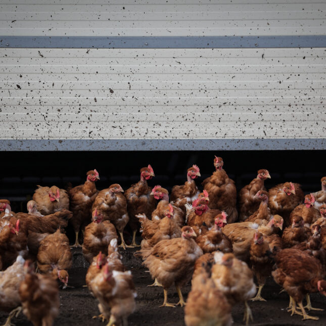 Group of chickens on a farm. -- infectious disease coverage from STAT