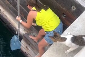 見守る母猫。旅行中に溺れかけていた子猫を救った女性のGJ動画。 見守る母猫。旅行中に溺れかけていた子猫を救った女性のGJ動画。