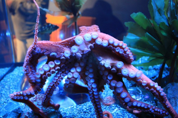 giantpacificoctopus