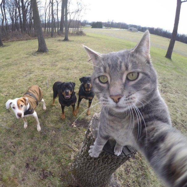 cat_selfies1