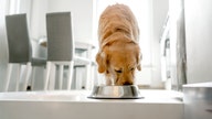 Pet food sold nationwide recalled over potential salmonella risk