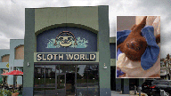 Florida bans sloth imports after dozens of animals die at planned Orlando attraction