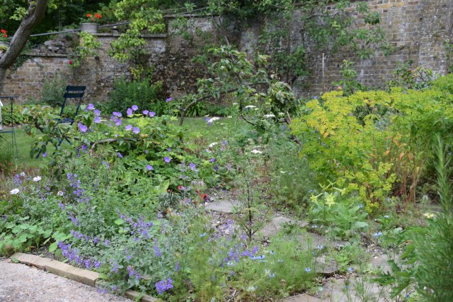 Nepeta 'Walkers Low'
