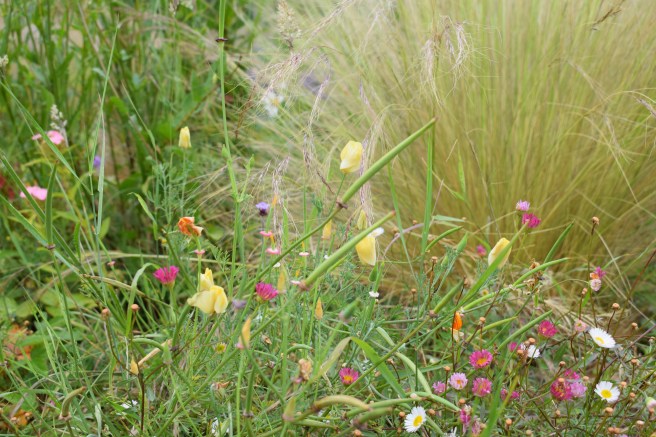 Dollymixture planting