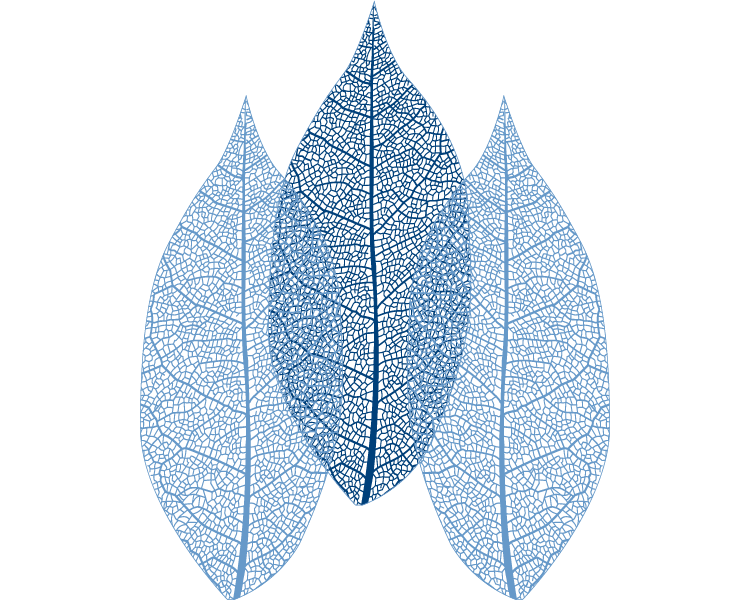 Aephoria logo for Leadership Development Aephoria logo for Leadership Development