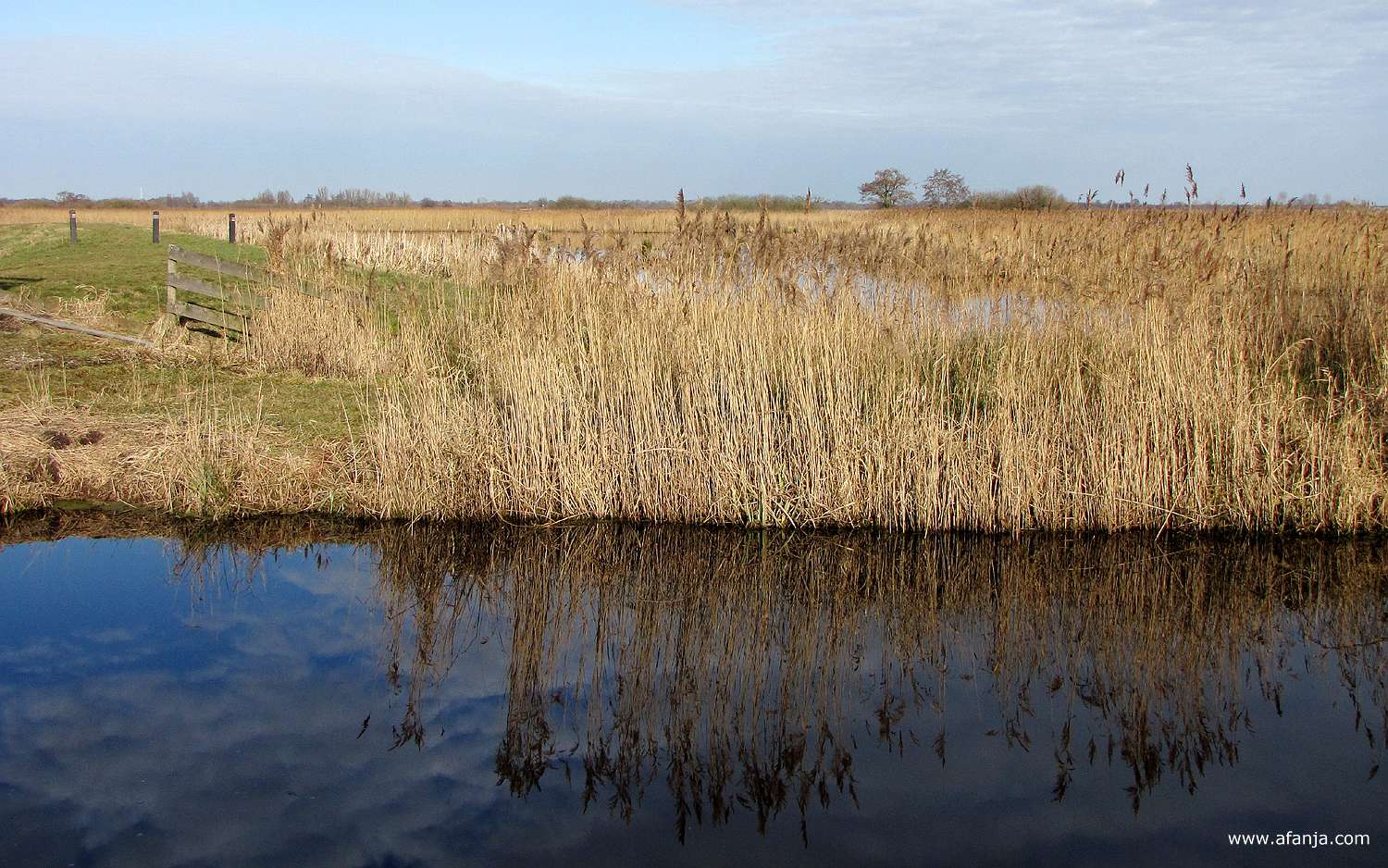 weerspiegeling van een rietkraagje in perfect stil water