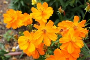 キバナコスモス