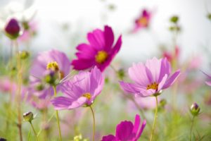 コスモス