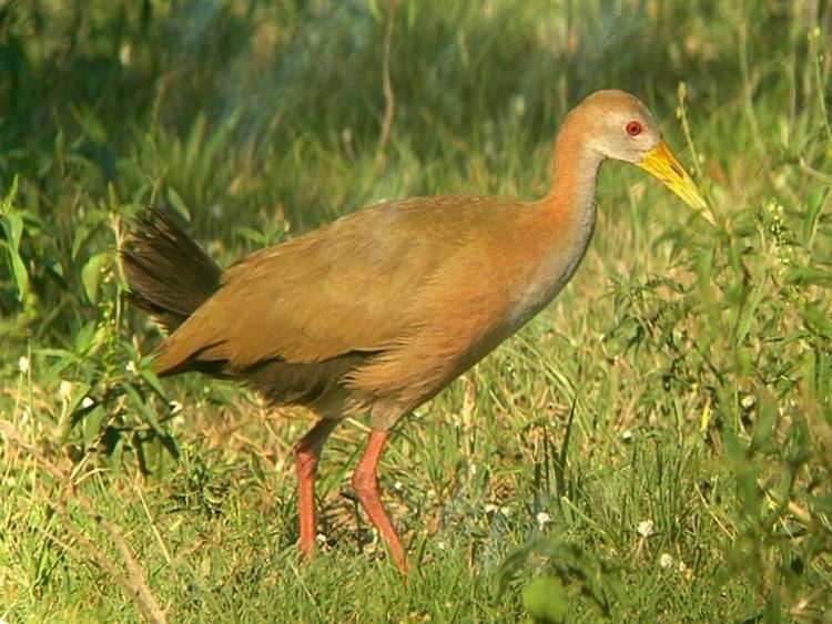 Aramides GIANT WOODRAIL Aramides ypecaha FAUNA PARAGUAY