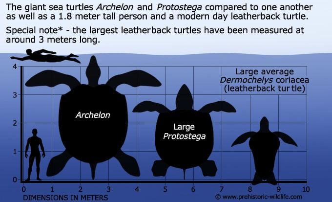 Archelon Archelon